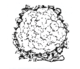 Cauliflower, Image