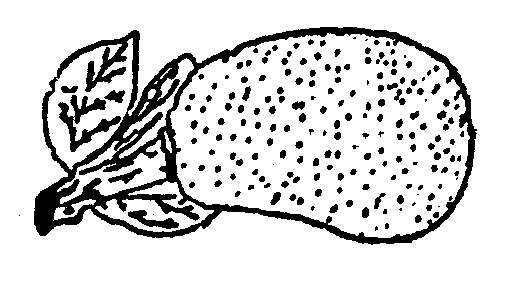 Jack Fruit, Image